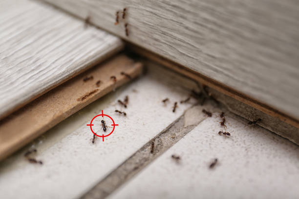 Best Exterminator Services  in Roebling, NJ