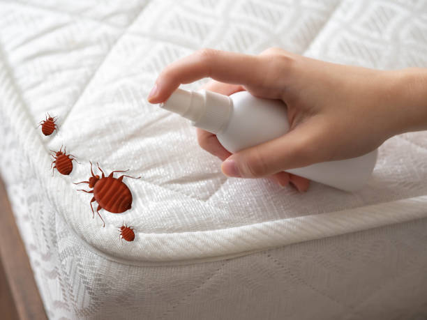Best Spider Control Near Me  in Roebling, NJ