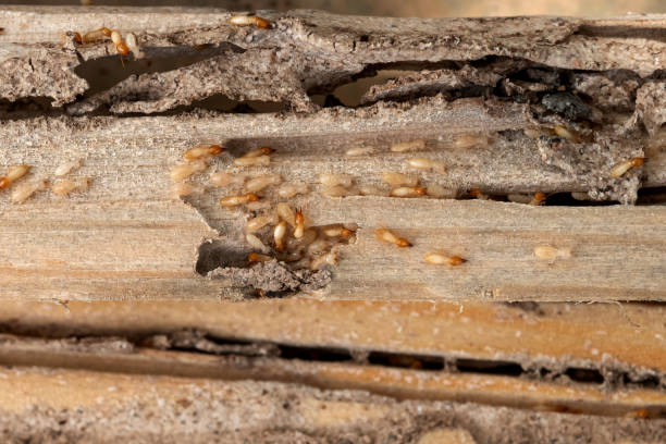 Best Pest Prevention Services  in Roebling, NJ