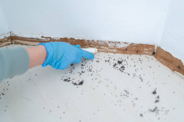 Best Flea Control Services  in Roebling, NJ